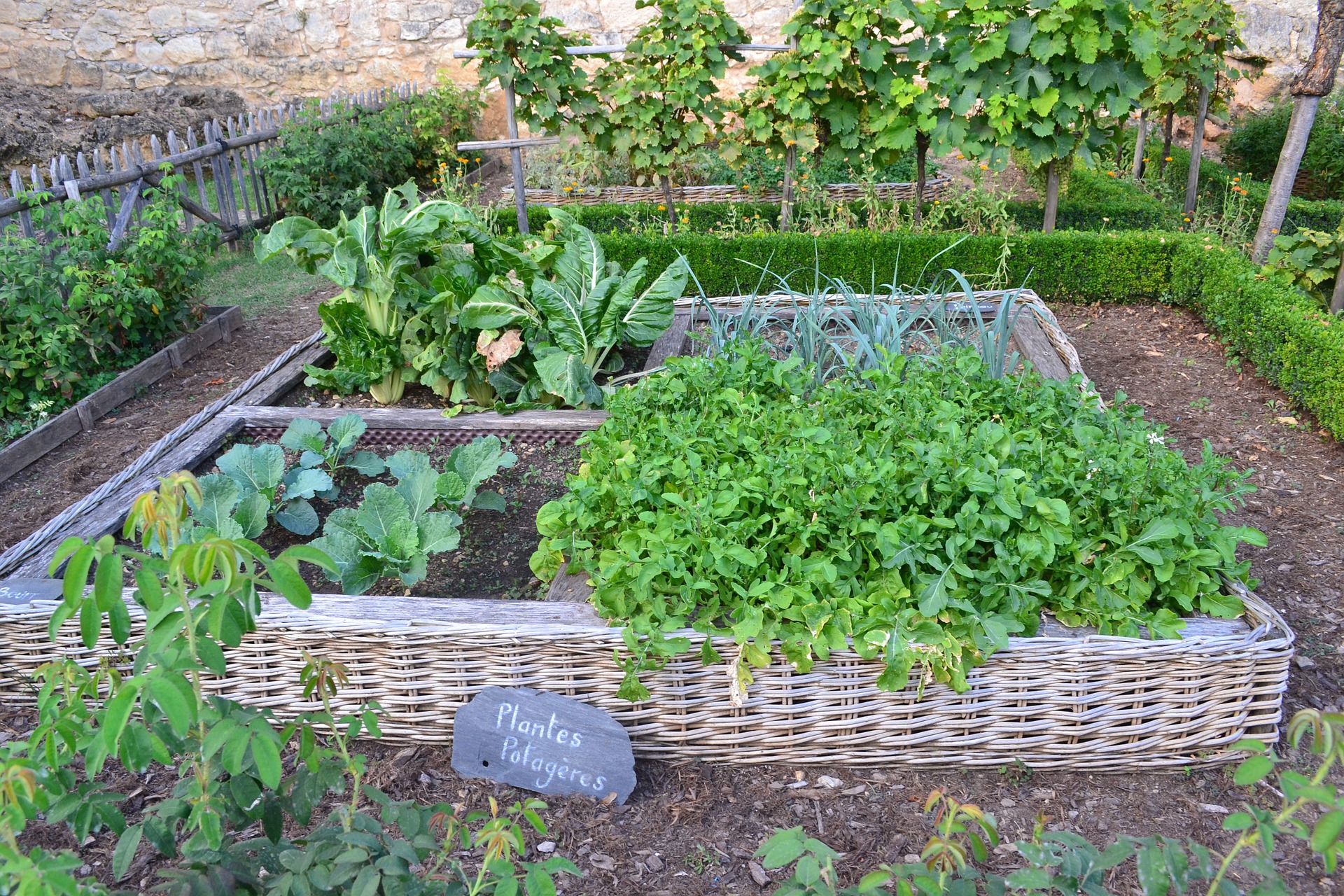 So kann ein gemischtes Beet mit Gemüsepflanzen und Blumen aussehen.