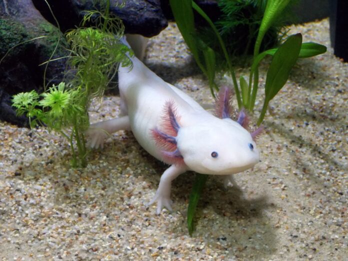 axolotl_1 Der Axolotl
